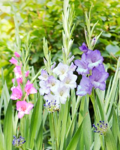 Gladiolus Pastel Mix5
